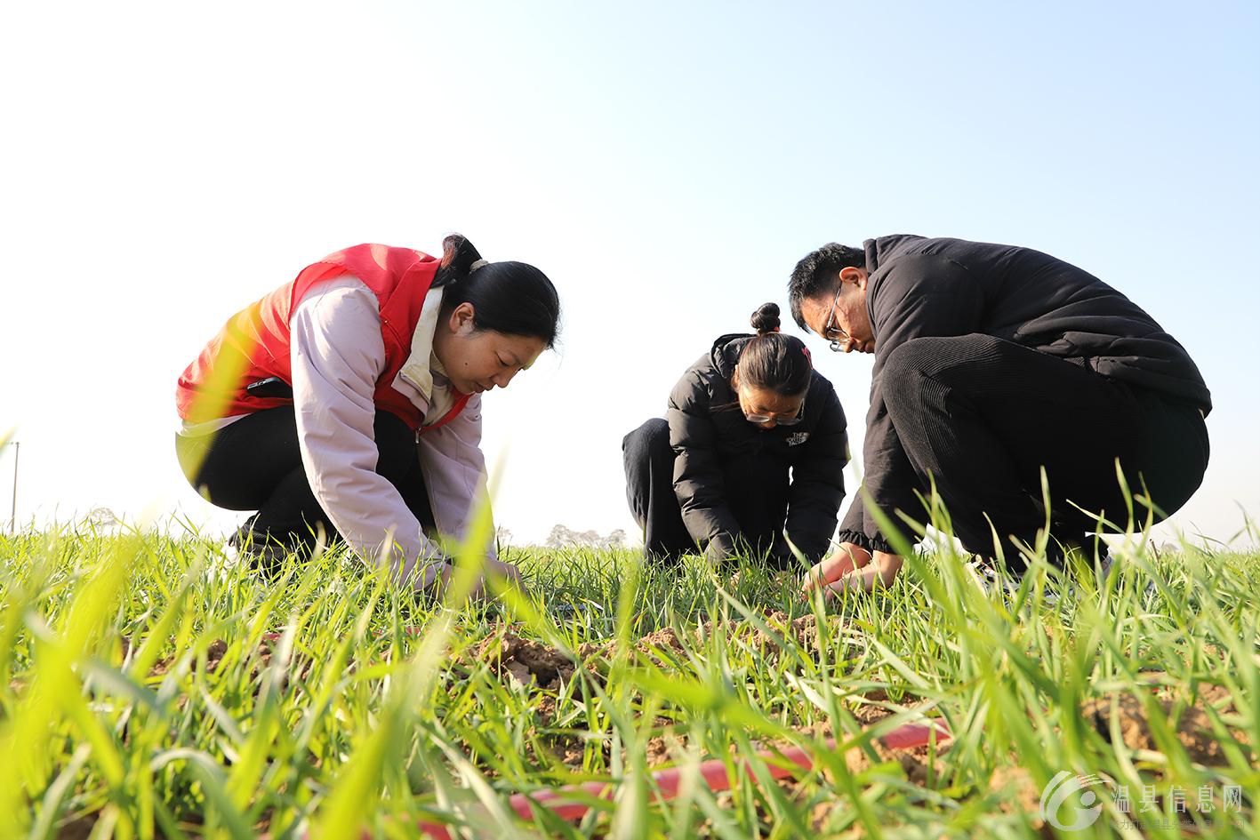 2024年温县小麦播种面积38.1万亩！专家提醒→