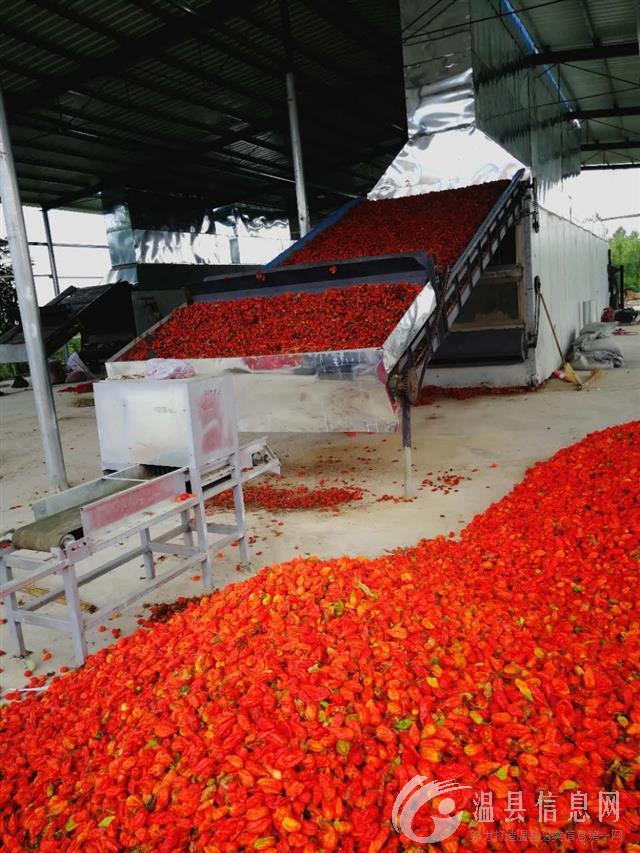 招聘烘干机设计工程师1名，公司专业生产山药，地黄，菊花，辣椒