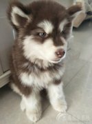 两个月大的阿拉斯加犬一只，红毛，母的。 家里刚生小孩，不让继