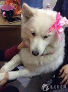 5月19日下午2点左右在上作桥附近丢失1只萨摩耶犬，母狗名叫