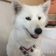 5月19日下午2点左右在上作桥附近丢失1只萨摩耶犬，母狗名叫