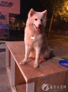 5月19日下午2点左右在上作桥附近丢失1只萨摩耶犬，母狗名叫