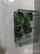 家有荷兰猪2只，又名豚鼠，活泼、健康、可爱，由于孩子还小，家