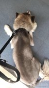 7月1号下午两点到六点 在鑫源路丢失一条红棕色的阿拉斯加 狗